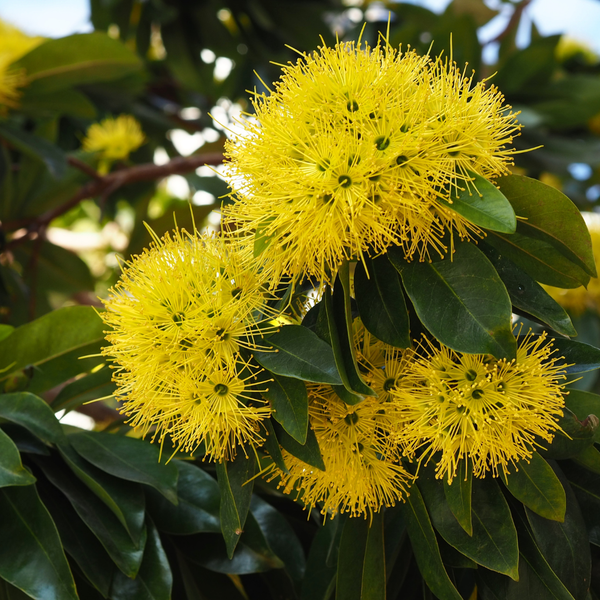 Rosida - Yellow - Hybrid Flower Plant