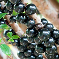 Hybrid Jaboticaba - Sabara Fruit Plant
