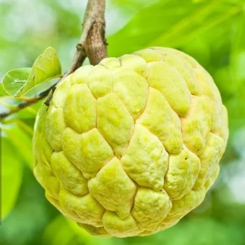 Sugar Apple / Sitafal - Golden - Fruit Plant