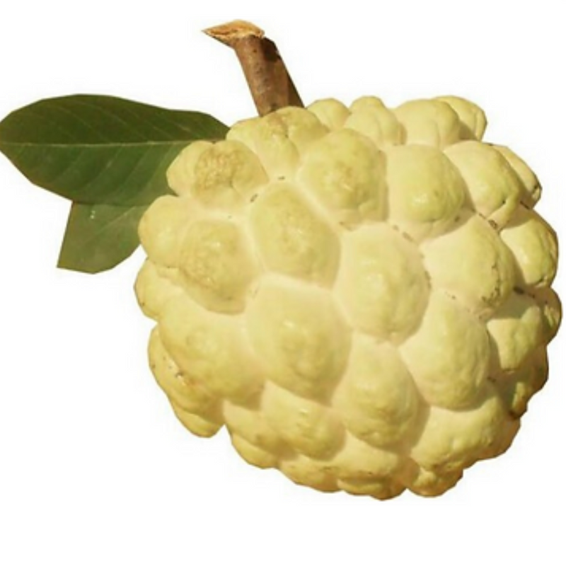 Sugar Apple / Sitafal - Golden - Fruit Plant