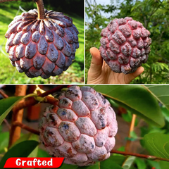 Sugar Apple / Sitafal - Red - Fruit Plant