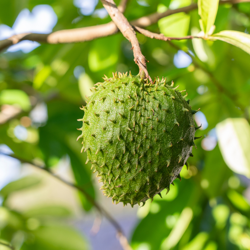 Soursop - Green - Annona muricata Fruit Plant