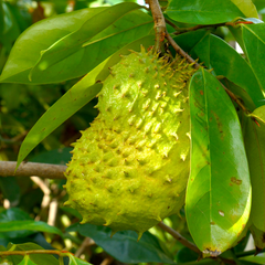Soursop - Green - Annona muricata Fruit Plant