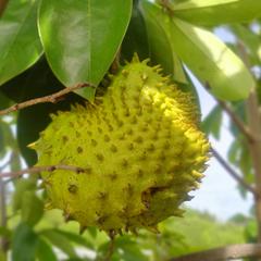 Soursop - Green - Annona muricata Fruit Plant