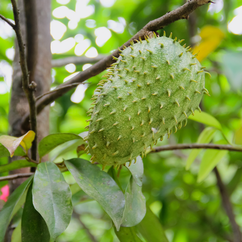Soursop - Green - Annona muricata Fruit Plant