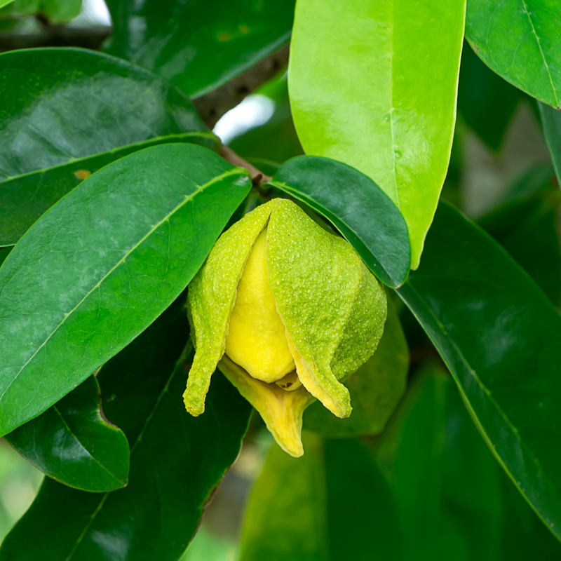Soursop - Green - Annona muricata Fruit Plant