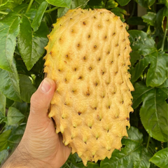 Soursop - Yellow - Annona muricata Fruit Plant