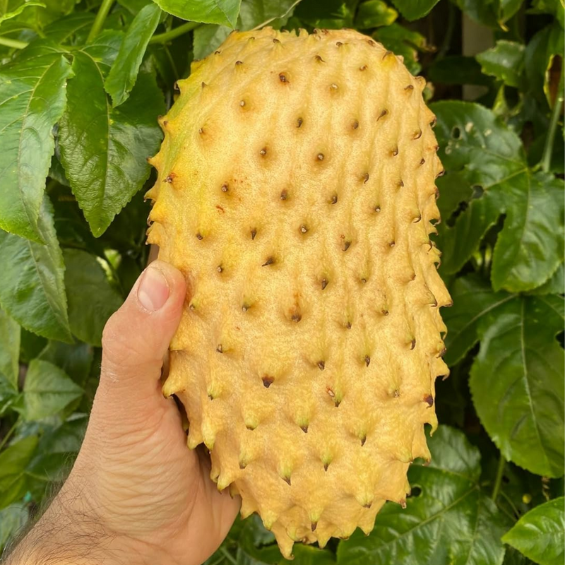 Soursop - Yellow - Annona muricata Fruit Plant