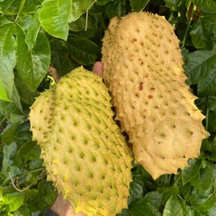 Soursop - Yellow - Annona muricata Fruit Plant