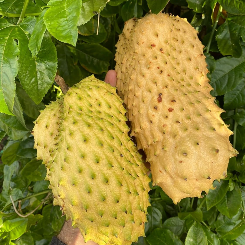 Soursop - Yellow - Annona muricata Fruit Plant