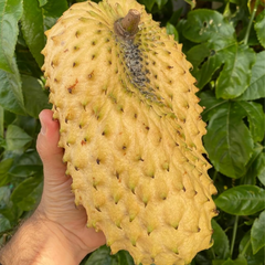 Soursop - Yellow - Annona muricata Fruit Plant