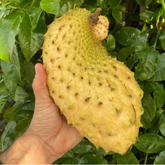 Soursop - Yellow - Annona muricata Fruit Plant