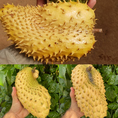 Soursop - Yellow - Annona muricata Fruit Plant