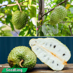 Soursop - Green - Annona muricata Fruit Plant