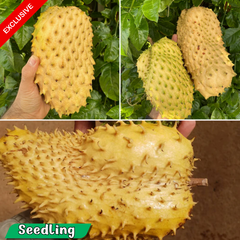 Soursop - Yellow - Annona muricata Fruit Plant