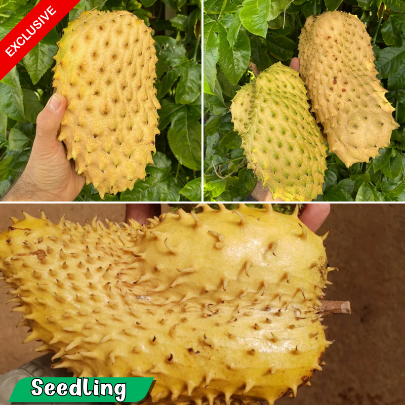 Soursop - Yellow - Annona muricata Fruit Plant