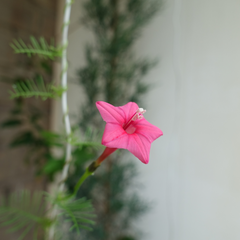 Star Glory - Pink - 10 Climbing Flower Seeds