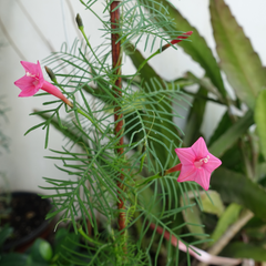 Star Glory - Pink - 10 Climbing Flower Seeds