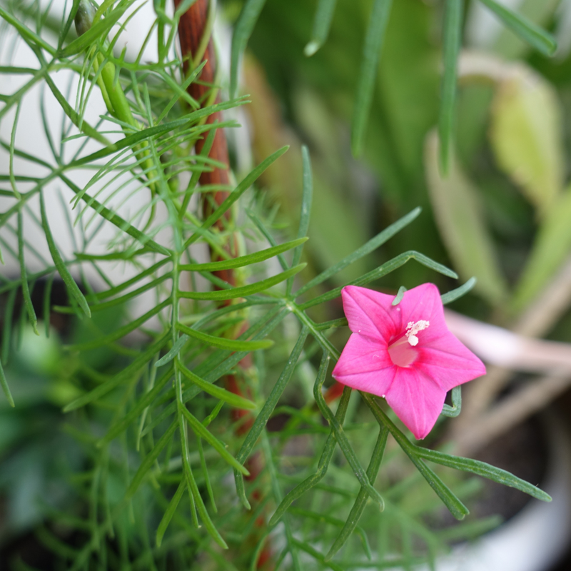 Star Glory - Pink - 10 Climbing Flower Seeds
