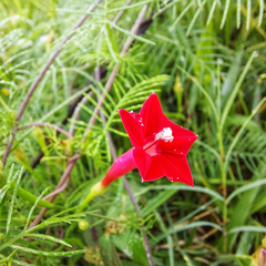 Star Glory - Red - 10 Climbing Flower Seeds