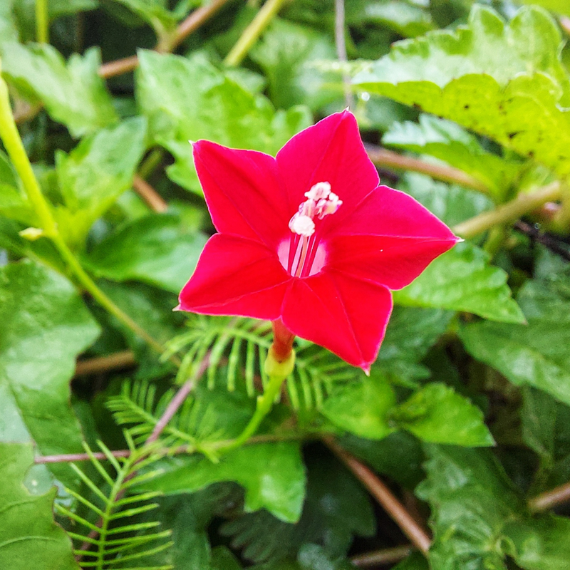 Star Glory - Red - 10 Climbing Flower Seeds