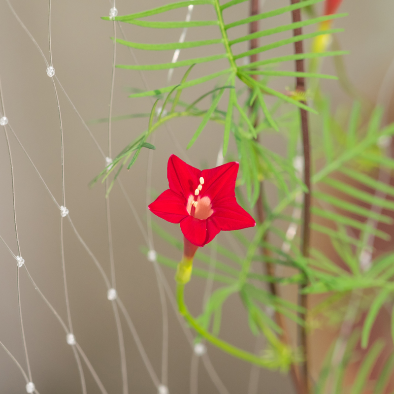 Star Glory - Red - 10 Climbing Flower Seeds