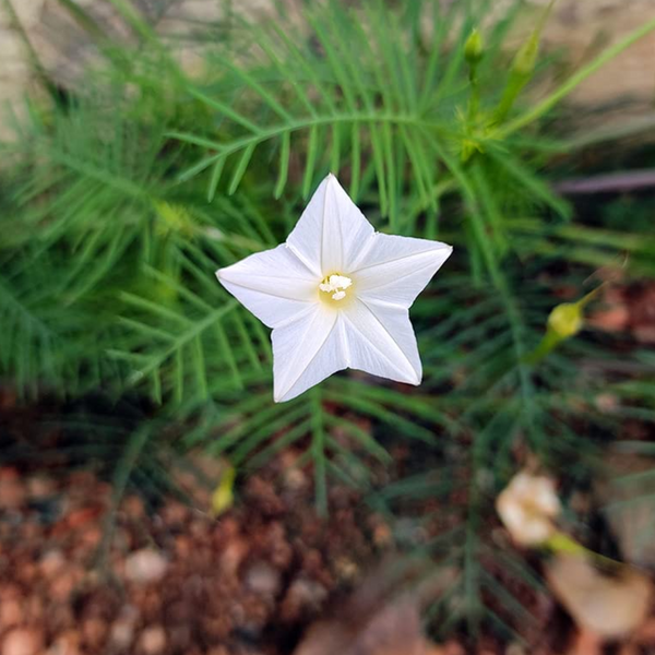 Star Glory - White - 10 Climbing Flower Seeds