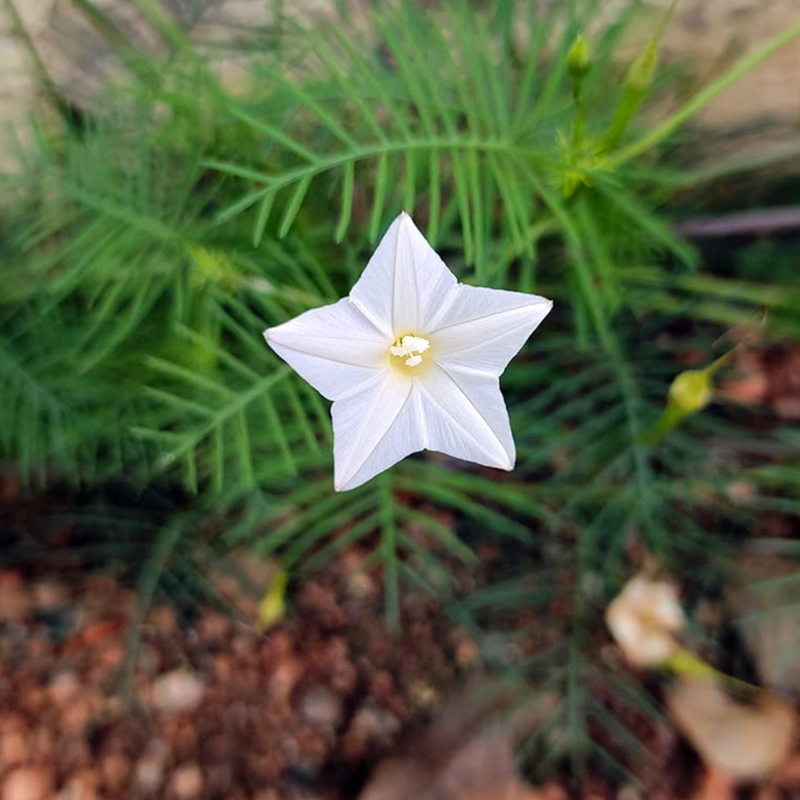 Star Glory - White - 10 Climbing Flower Seeds
