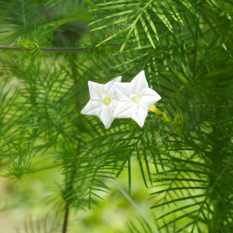 Star Glory - White - 10 Climbing Flower Seeds