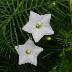 Star Glory - White - 10 Climbing Flower Seeds