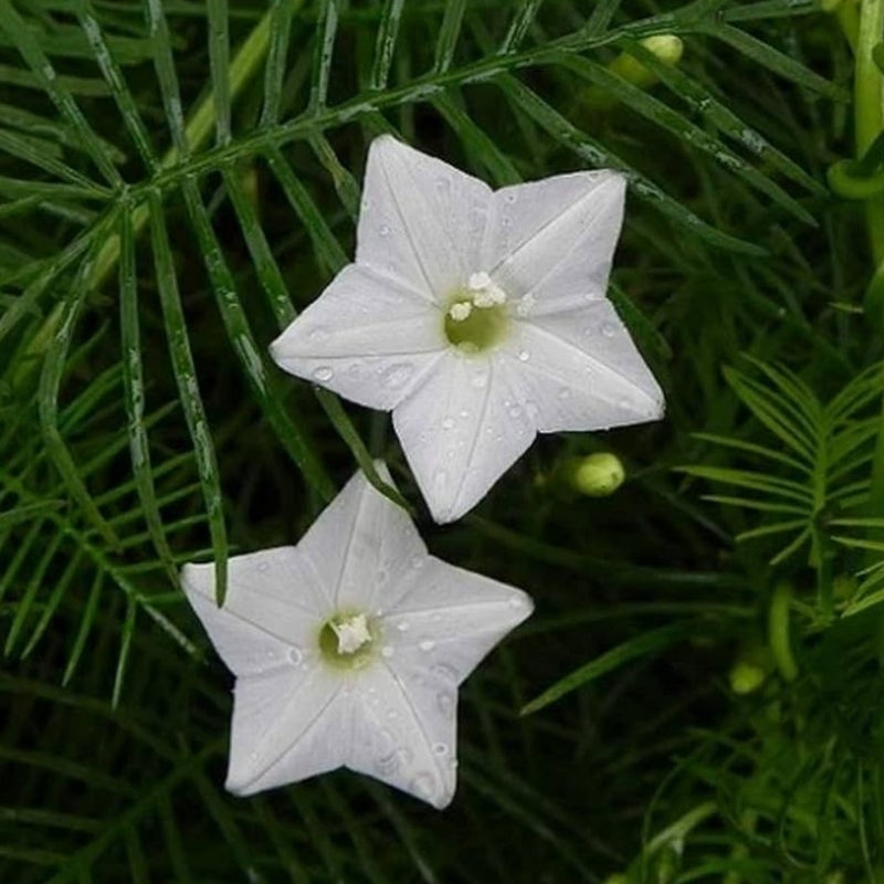 Star Glory - White - 10 Climbing Flower Seeds