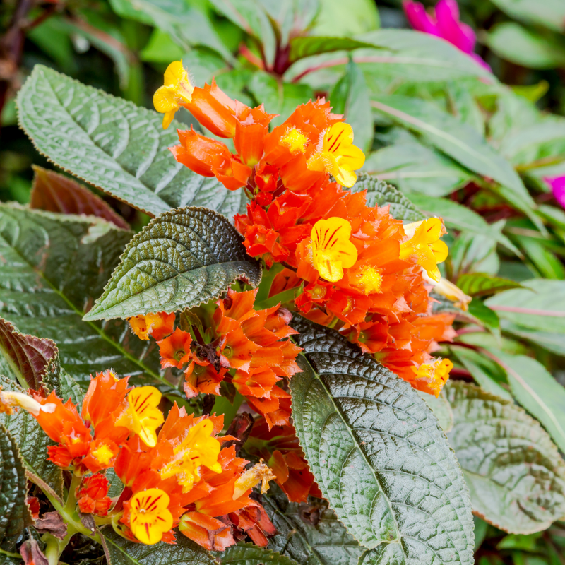 Sunset Bell - Chrysothemis pulchella - Hybrid Flower Plant