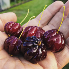Surinam Cherry - Black - Hybrid Fruit Plant