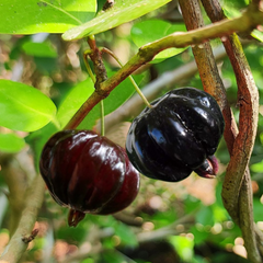 Surinam Cherry - Black - Hybrid Fruit Plant