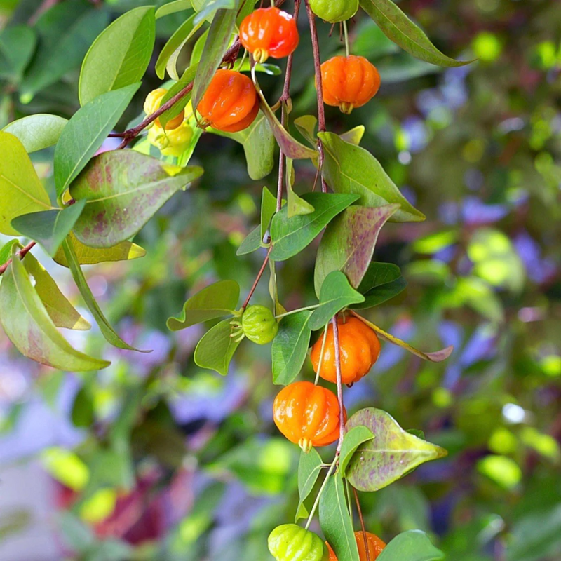 Surinam Cherry - Orange - Hybrid Fruit Plant