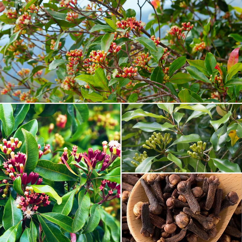 Clove - Lavang Spice Plant