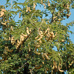 Sweet Tamarind - Tamarindus indica Fruit Plant