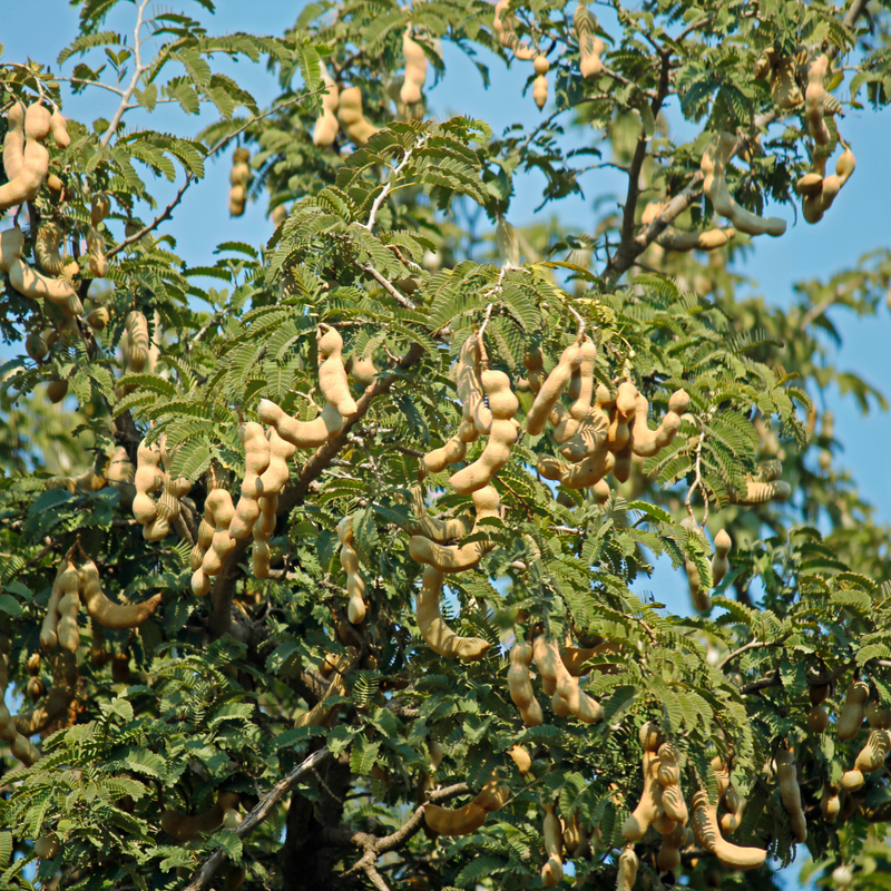 Sweet Tamarind - Tamarindus indica Fruit Plant