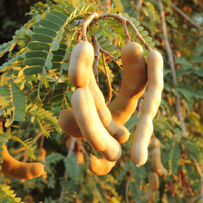 Sweet Tamarind - Tamarindus indica Fruit Plant