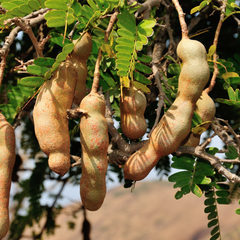 Sweet Tamarind - Tamarindus indica Fruit Plant