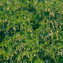 Sweet Tamarind - Tamarindus indica Fruit Plant