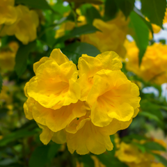 Tecoma - Yellow - Hybrid Flower Plant