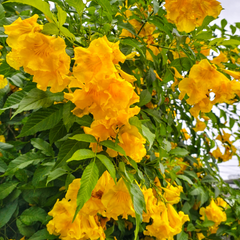 Tecoma - Yellow - Hybrid Flower Plant