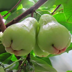 Thai Bell Apple - White - Syzygium samarangense Fruit Plant