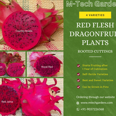 Red Flesh Dragon Fruit 4 Varieties ( Rooted Cuttings ) Fruit Plant