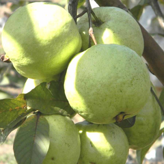 VNR Bihi Guava Fruit Plant