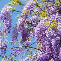 Wisteria - Purple - 10 Tree Seeds