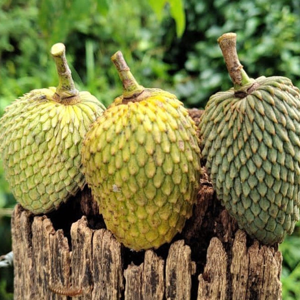 Dragons Egg Annona - Annona Hypoglauca Fruit Plant