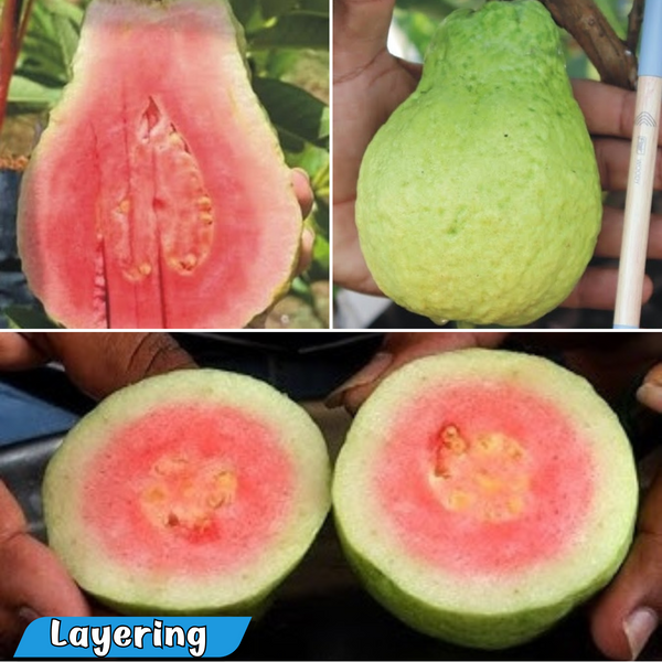 Guava - Jarvi Diamond 1 Guava Fruit Plant