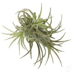 Tillandsia Sky Air Plant
